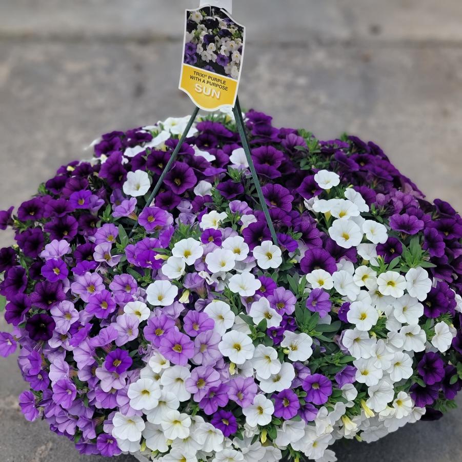 Calibrachoa 'Trixi Purple with a Purpose' from George Didden ...