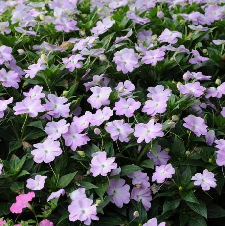 Impatiens hawkeri Celebration Icy Blue