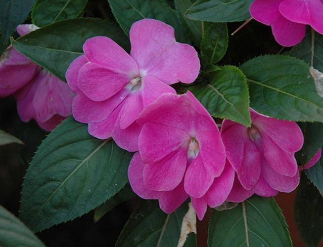 Impatiens hawkerii Sun Harmony® Dark Violet