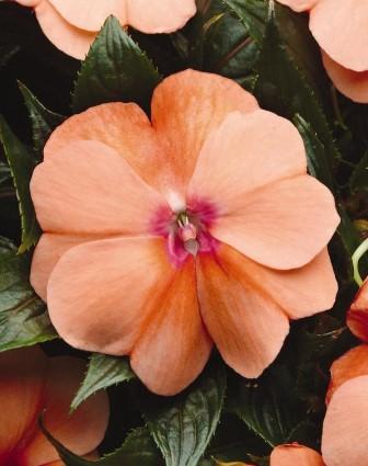 Impatiens hawkerii Sun Harmony® Apricot Cream