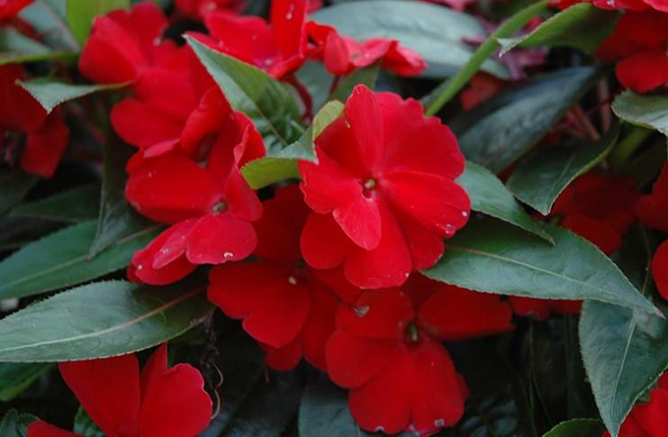 Impatiens hawkerii Sun Harmony® Deep Red