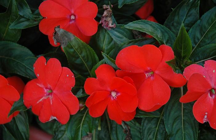 Impatiens hawkerii Sun Harmony® Orange Blaze