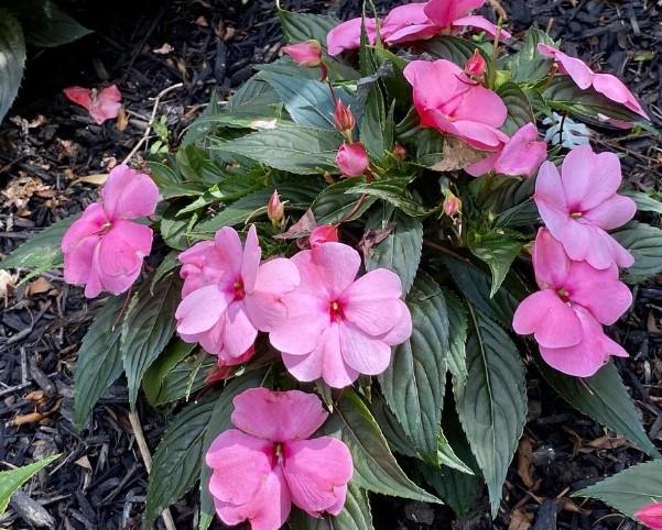 Impatiens hawkerii Sun Harmony® Pink Smile