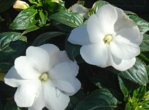 Impatiens hawkerii Sun Harmony® White