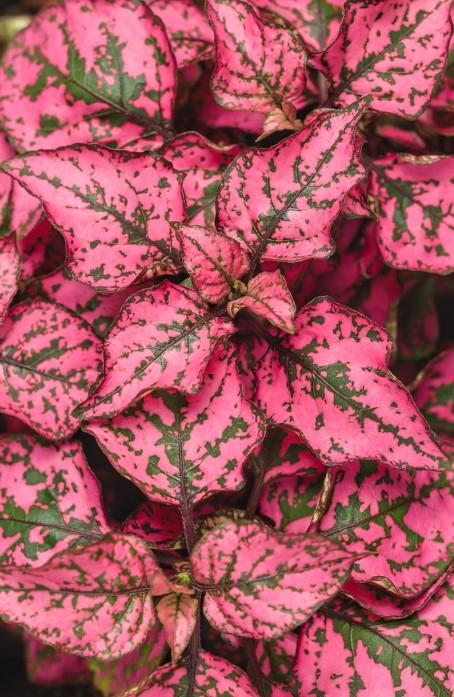 Hypoestes phyllostachya Splash Hippo Rose