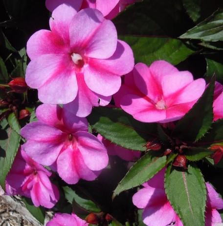 Impatiens SunPatiens® Compact Purple Candy