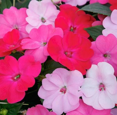 Impatiens SunPatiens® Compact Happy-Days-Mix