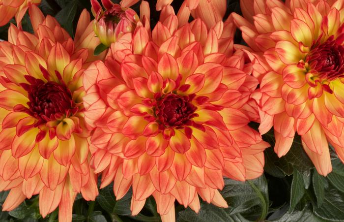 Dahlia Dalina® Grande Tequila