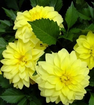 Dahlia Hypnotica® Yellow