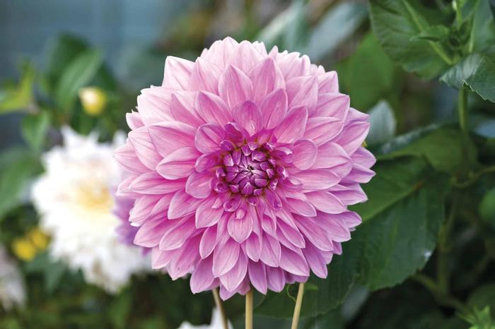 Dahlia Lavender Perfection