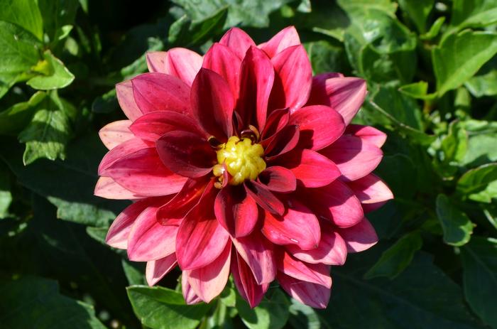 Dahlia Hypnotica® Red Velvet