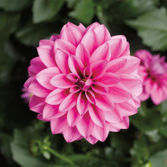 Dahlia Grandalia™ Rose