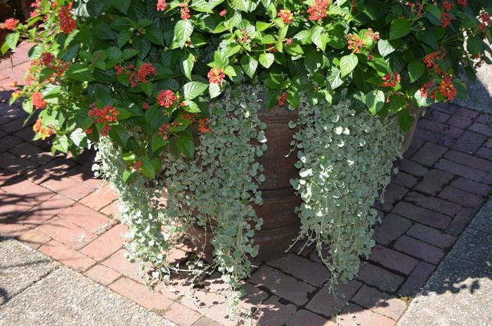 Dichondra argentea Silver Falls™