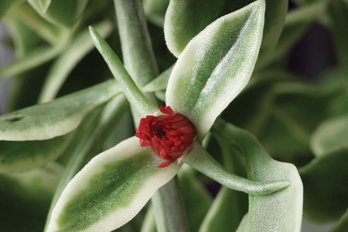 Dorotheanthus bellidiformis Mezoo™ Trailing Red