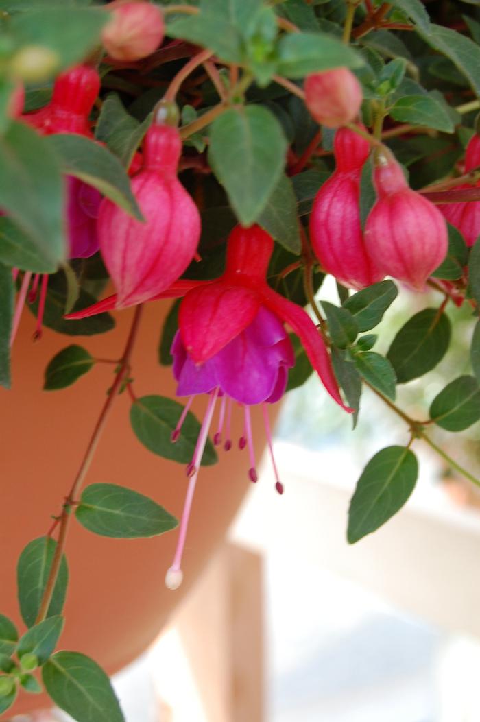 Fuchsia Aretes Ringwood Market