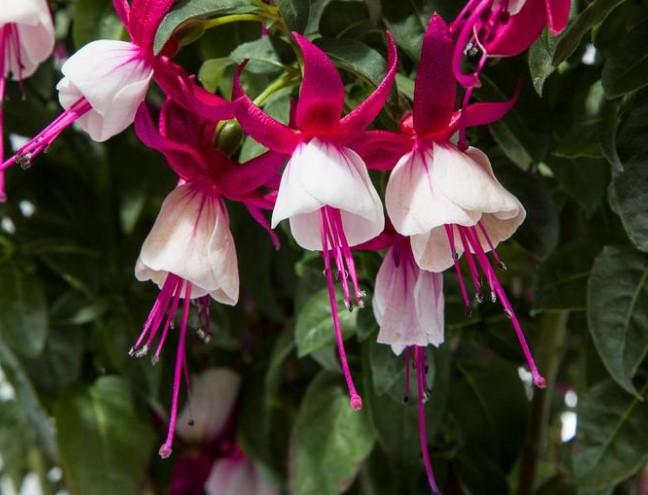 Fuchsia magellanica Windchimes® Upright Neon/White