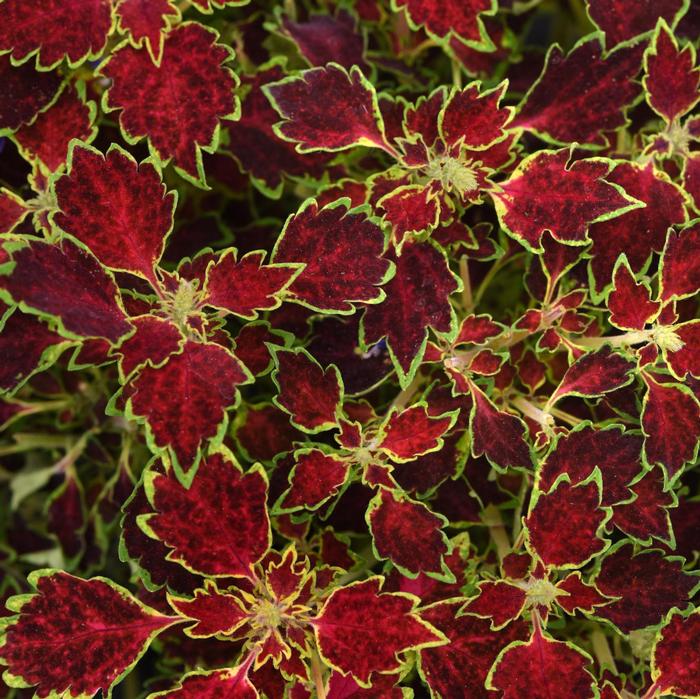 Solenostemon scutellarioides TrailBlazer™ Glory Road