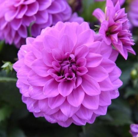 Dahlia Hypnotica® Lavender