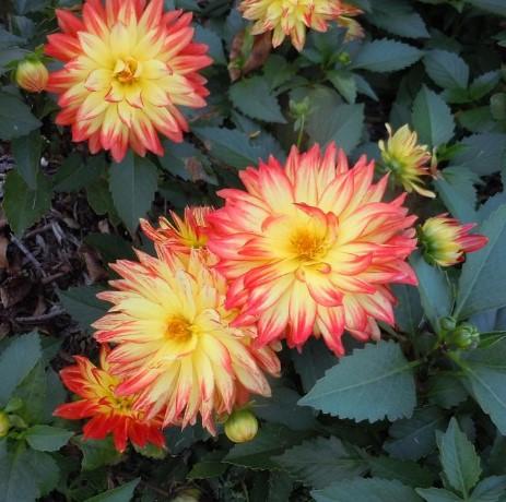 Dahlia Hypnotica® Icarus