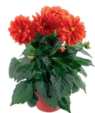 Dahlietta Carolina Orange 
