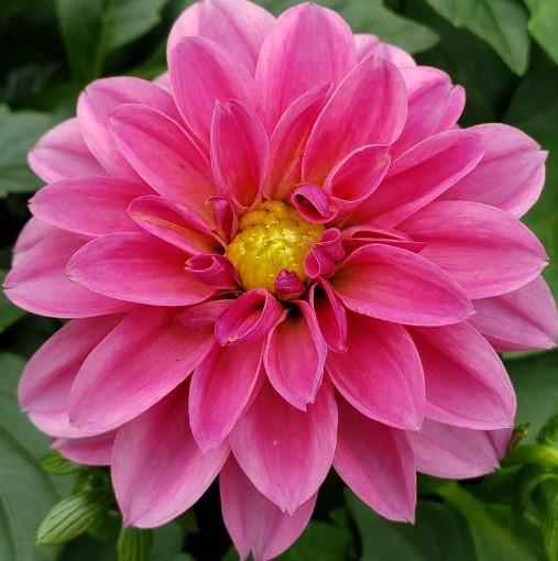 Dahlietta Lisa Dark Pink 