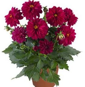 Dahlietta Lisa Burgundy 