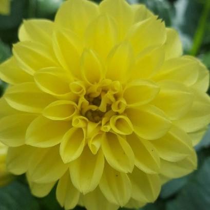 Dahlietta Montana Yellow 