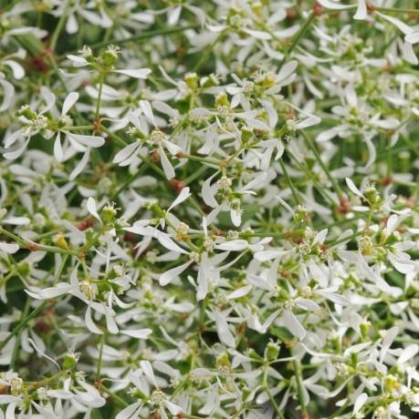 Euphorbia Breathless White