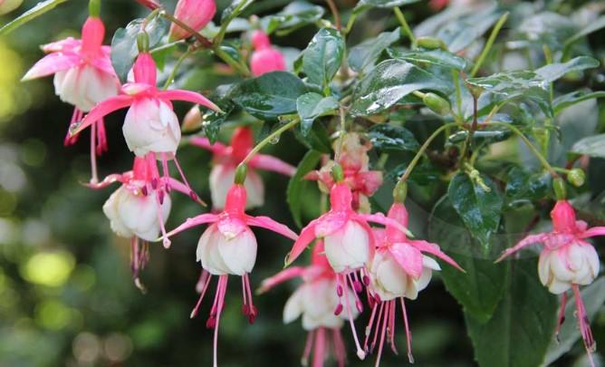 Fuchsia Aretes Patio Princess