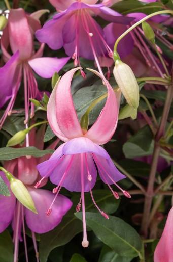 Fuchsia magellanica Windchimes® Upright Lilac/Pink