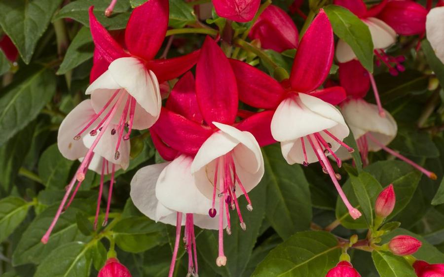 Fuchsia magellanica Windchimes® Upright Red/White