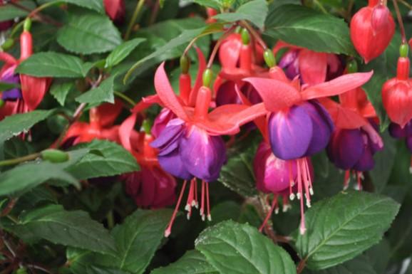 Fuchsia magellanica Windchimes® Upright Rose/Purple