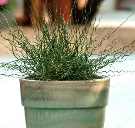 Juncus tenuis Twister