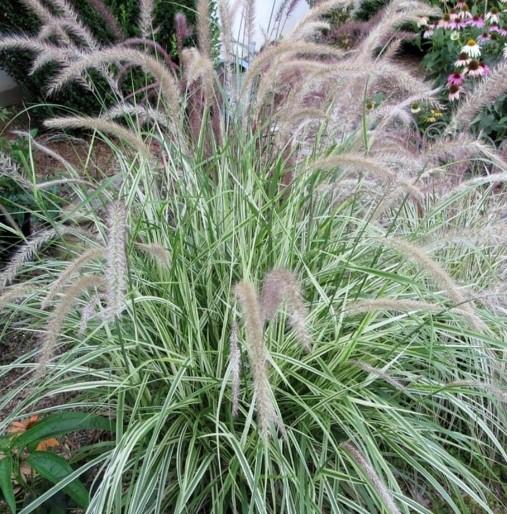 Pennisetum setaceum Graceful Grasses® Skyrocket