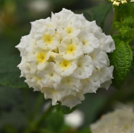 Lantana camara Little Lucky™ White