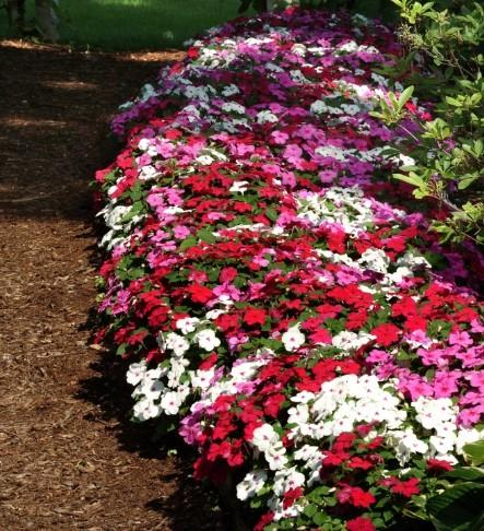 Impatiens Dazzler Merlot Mix 