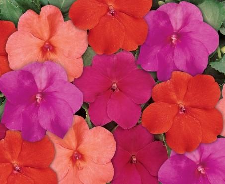 Impatiens Dazzler Voodoo Mix 