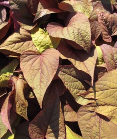 Ipomoea batatas Sweet Georgia Heart Red