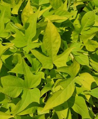 Ipomoea batatas Sweet Georgia Light Green