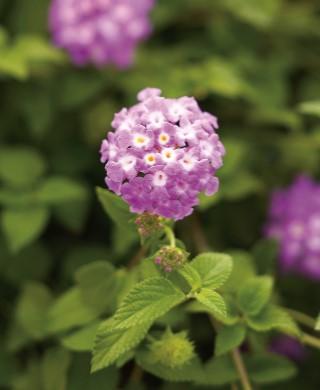 Lantana camara Luscious Grape