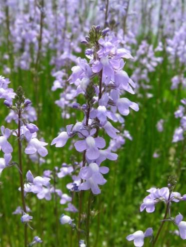 Linaria maroccana Fantasista Blue