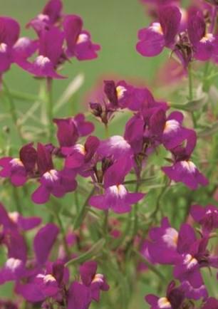 Linaria maroccana Fantasista Rose