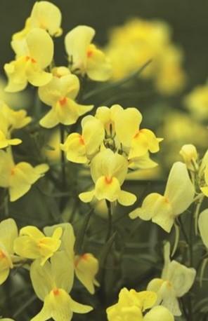 Linaria maroccana Fantasista Yellow