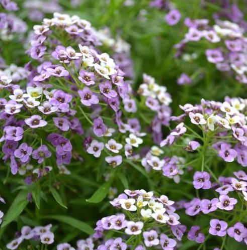 Lobularia Lavender Stream