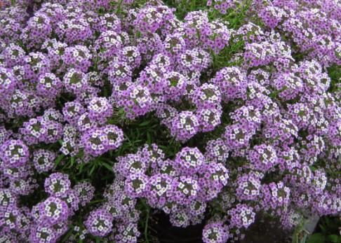 Lobularia Lilac Stream