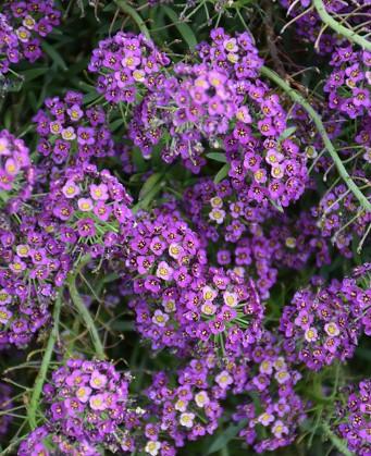 Lobularia Purple Stream