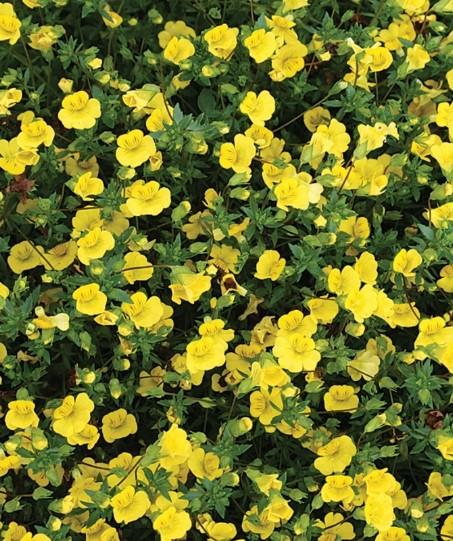 Mercardonia Gold Dust 