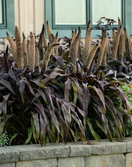 Pennisetum glaucum Copper Prince