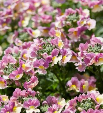 Nemesia fruticans Nesia™ Banana Swirl