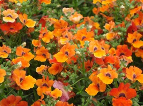 Nemesia Angelart Orange